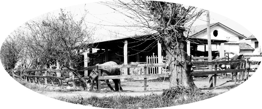 Cascina